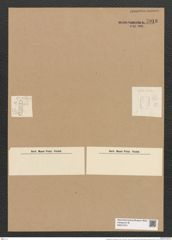 Plagiogramma wallichianum Grev. (de-Toni-Nr.: Genus 83, Species 2923) Zeichnungen Sammlung Grunow Nr. 5913 (NHMW-BOT-W0374374)